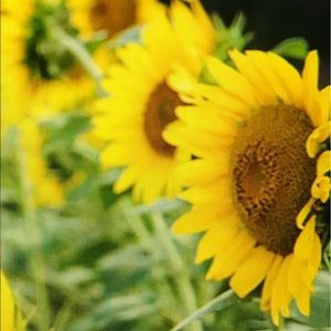 Meet your Posher, Candace